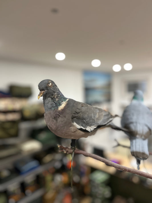 Stampo colombaccio impagliato Passione Natura