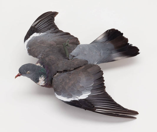 Stampo Colombaccio Impagliato Ali Aperte Pianeta Colombaccio