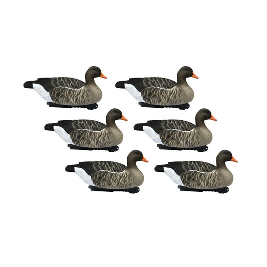 SET DA 6PZ DI STAMPI OCA SELVATICA Passione Natura