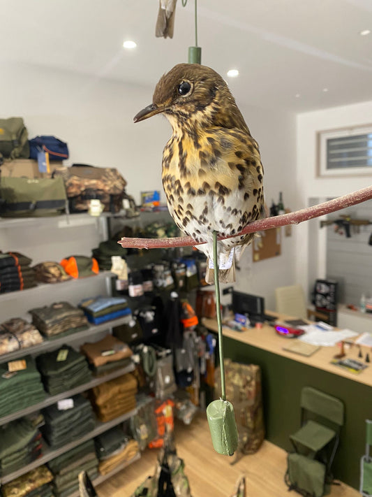 Stampo Tordo Impagliato Passione Natura