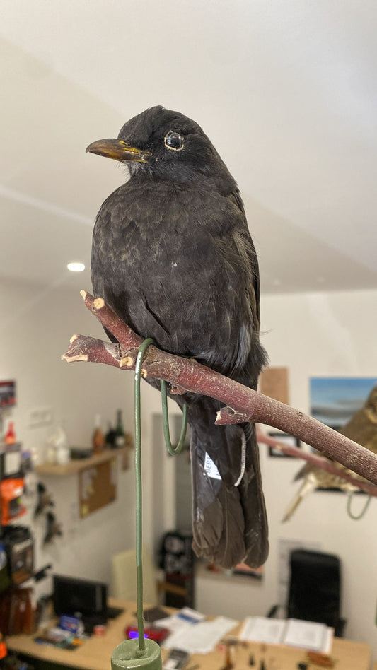 Stampo Merlo Impagliato Passione Natura