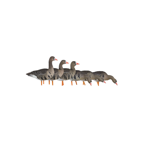 SET DA 6PZ DI STAMPI OCA GRANAIOLA DA CAMPO Passione Natura