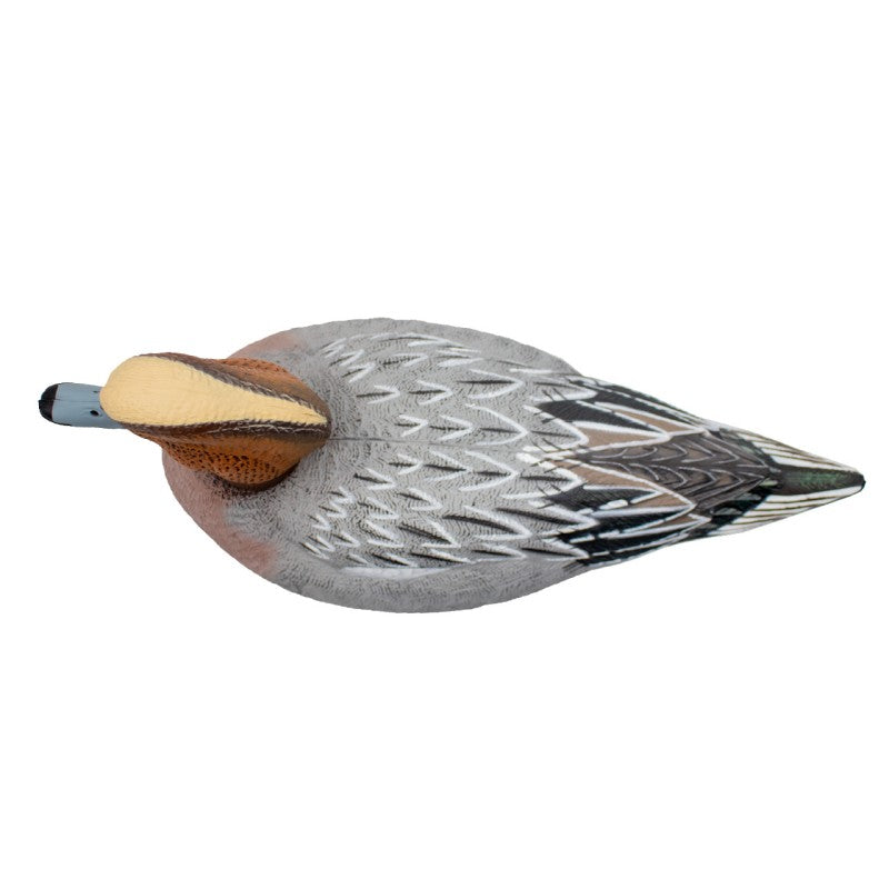 SET DA 6PZ DI STAMPI FISCHIONE MASCHIO E FEMMINA Passione Natura