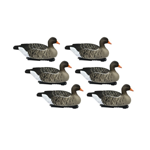 SET DA 6PZ DI STAMPI OCA SELVATICA Passione Natura