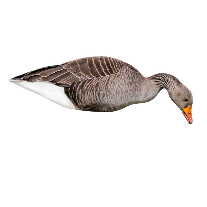 SET DA 12PZ DI STAMPO 2D OCA SELVATICA Passione Natura