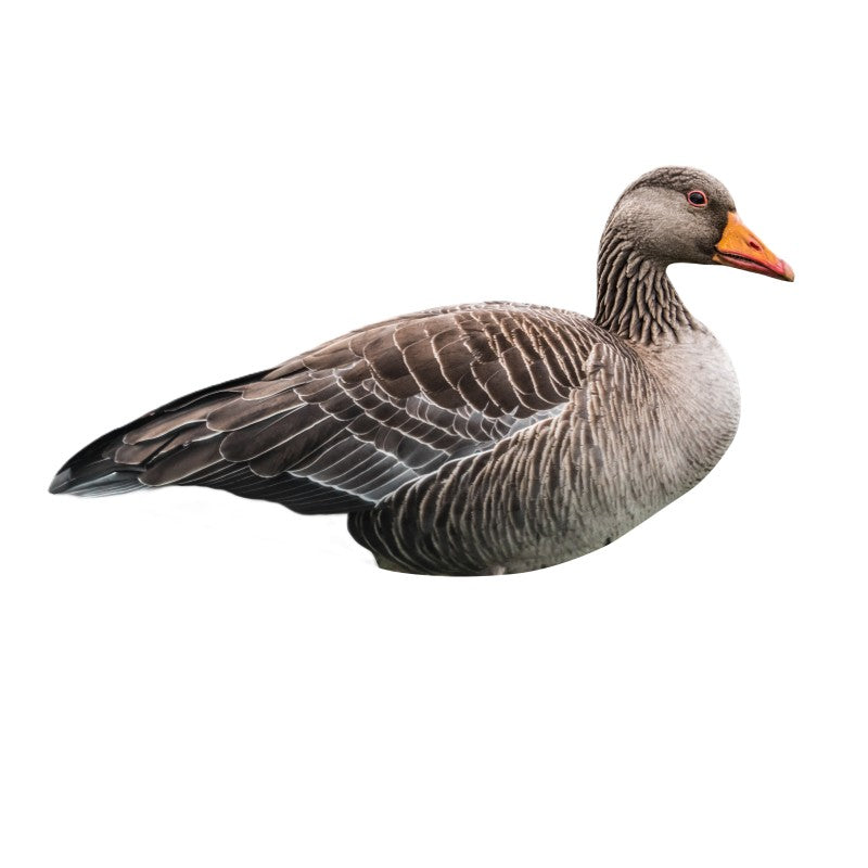 SET DA 12PZ DI STAMPO 2D OCA SELVATICA Passione Natura