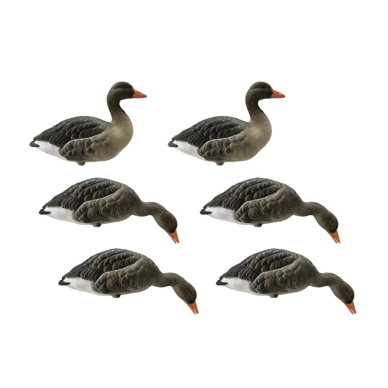 SET DA 6PZ DI STAMPO OCA SELVATICA Passione Natura