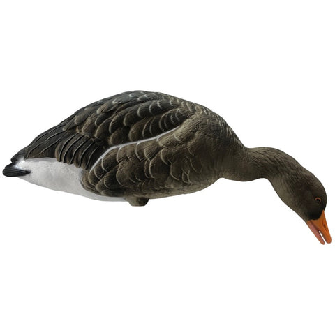 SET DA 6PZ DI STAMPO OCA SELVATICA Passione Natura