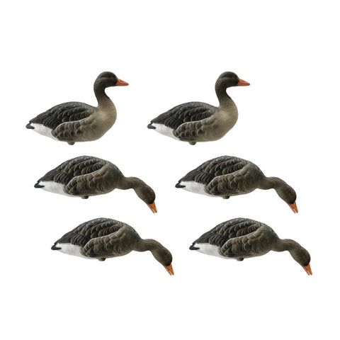 SET DA 6PZ DI STAMPO OCA SELVATICA Passione Natura